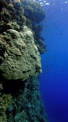 Fototapeta na wymiar Underwater photo of a beautiful drop off wall with soft corals
