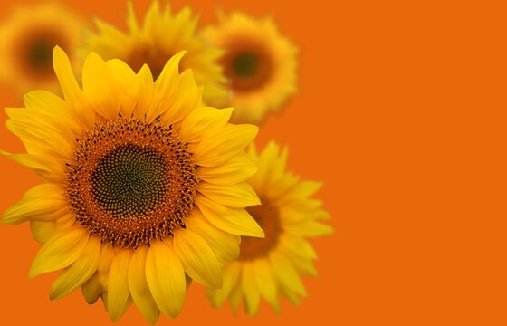 Sunflowers on an orange background
