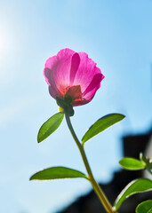 Pink flower blooming against sunlight with sky background. Poster concept.