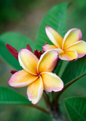 Plumeria, Frangipani, Graveyard tree, Close up pink-purple single head plumeria flower bouquet on stalk on green leaf background. The side pink-yellow blooming frangipani flower with morning light.
