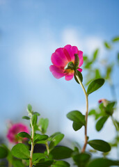 Naklejka na ściany i meble Beautiful flowers blooming with blue sky background