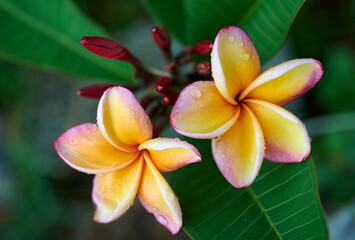 Plumeria, Frangipani, Graveyard tree, Close up pink-purple single head plumeria flower bouquet on stalk on green leaf background. The side pink-yellow blooming frangipani flower with morning light.