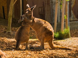  Vertical shot of adorable kangaroos hugging each other © Patrick Miller/Wirestock Creators