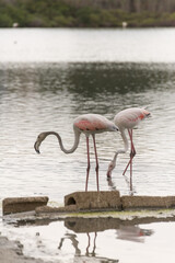In a saltwater lagoon two pink flamingos search for food in the sulfate in the still water.
