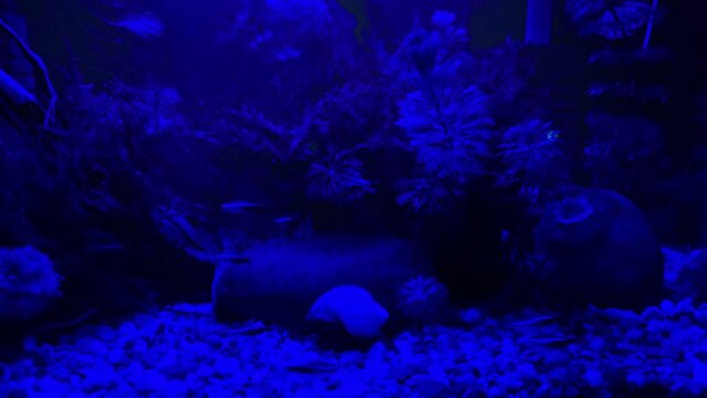 Neon tetra fish in small hobby aquarium, lights out at night. Focus on central fish only, blurry background