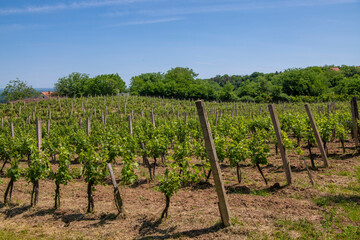 Fototapeta na wymiar Beautiful rows of green vineyards in summer with blue sky. Agricultural landscape.