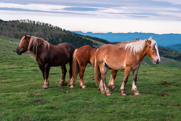 Herd of horses in the high mountains.