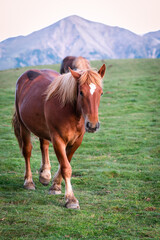 Brown horse on the mountains.