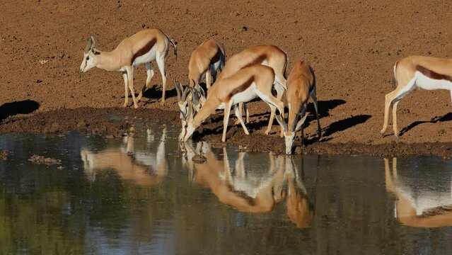 Springbok antelopes (Antidorcas marsupialis) drinking at a waterhole, Mokala National Park, South Africa