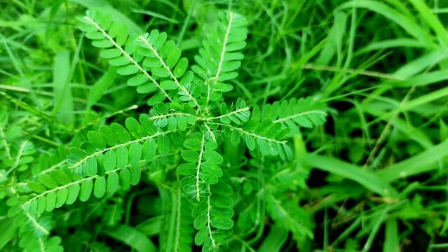 Selective Focus On Bhumi Amla Ayurvedic Medicinal Plants Background Blue
