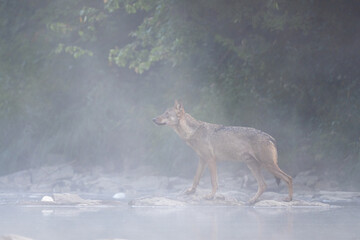 Fototapeta premium Grey Wolf (Canis lupus) in the river in a foggy morning, Bieszczady, Carpathians, Poland.