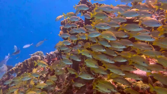 4k video of a school of grunts in the Caribbean Sea, Mexico