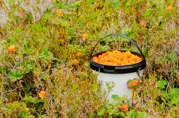 Cloud berries on a marsh in Norway with a full bucket