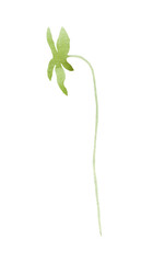Twig.  Watercolor clipart