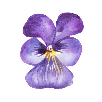Pansy.  Watercolor clipart. Hand-painted illustration