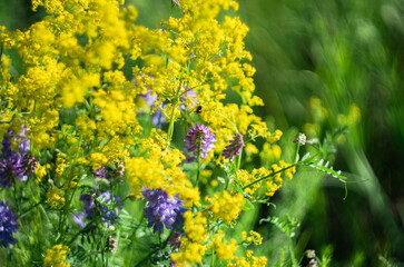 bright floral flowers in the field