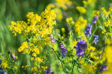 bright floral flowers in the field