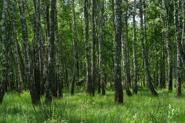 Obraz premium Dense birch forest. Green forest with young birch. 