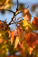 autumn tree branch apricot large yellow leaves flickering light blue sky background out of focus