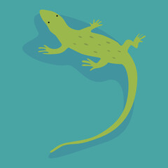green lizard on a turquoise background
