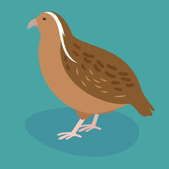 Quail, illustration, vector, side view