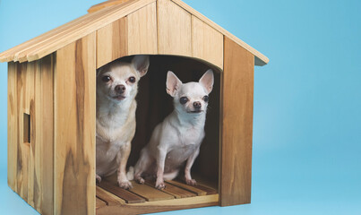 two different sizes chihuahua dogs sitting  inside  wooden doghouse looking at camera, isolated on blue background.