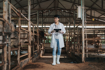 Veterinary Asian man using application on digital tablet for monitoring cattle health in cowshed at farm. Agriculture cattle farm. Animal husbandry in cattle farm.