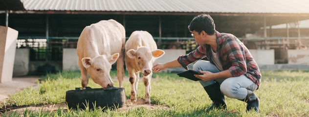 Animal husbandry in cattle farm. Asian man farmer use application on digital tablet for monitoring...