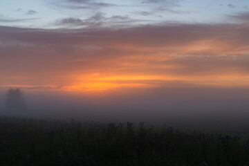 foggy dawn in summer in a field