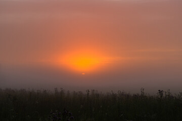 foggy dawn in summer in a field