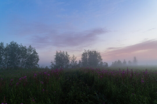 foggy dawn in summer in a field © la_toja