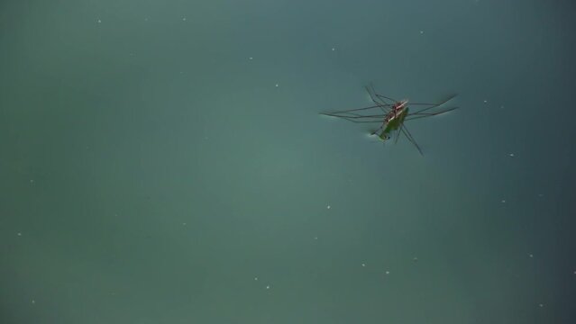 (Gerris lacustris) commonly known as the common pond skater or common water strider