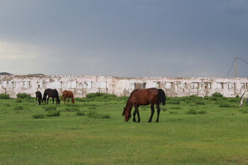 Plakat Herd of horses grazing in countryside