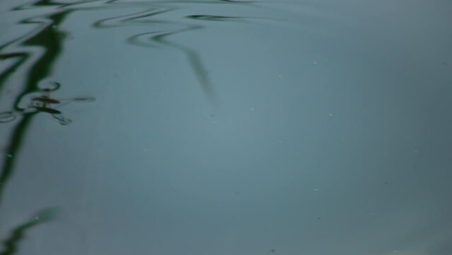 (Gerris lacustris) commonly known as the common pond skater or common water strider