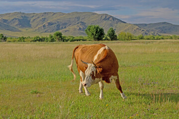 Fototapeta na wymiar Cow grazing on summer meadow