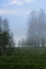 foggy summer morning in the forest