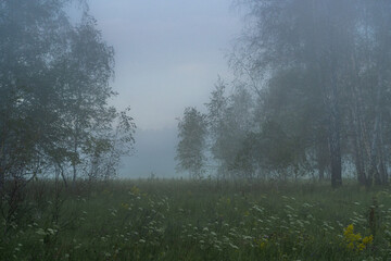 foggy summer morning in the forest