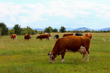 Naklejka na ściany i meble Herd of cows grazing on summer meadow 