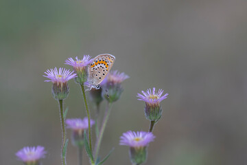 tiny butterfly on tiny purple flowers, Silver-studded Blue,Plebejus argus