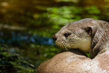 The brown otter is an animal that likes to swim during the day.
