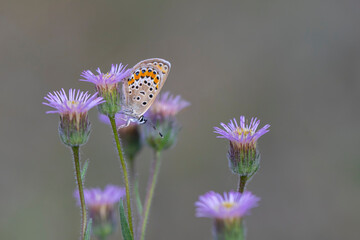 tiny butterfly on tiny purple flowers, Silver-studded Blue,Plebejus argus