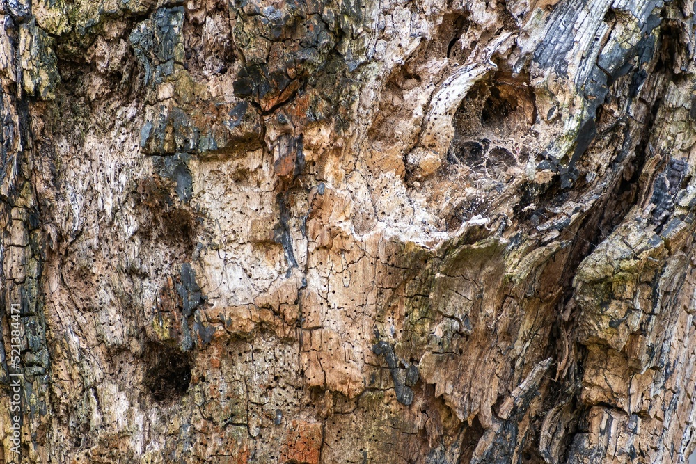 Wall mural a detail shot of the trunk of an old rotten tree