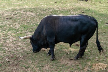 Aurochs, rescue breeding in the village of Modra in South Moravia 2