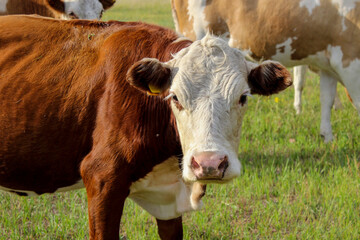 Cow portrait annoyed by flies while grazing on summer meadow