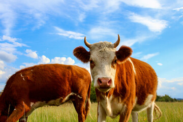 Curious cow looking at camera while grazing on summer meadow