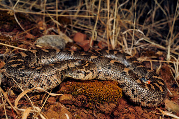 Javelin sand boa // Westliche Sandboa (Eryx jaculus) - Peloponnese, Greece