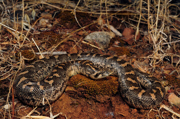 Westliche Sandboa // Javelin sand boa (Eryx jaculus) - Peloponnes, Griechenland