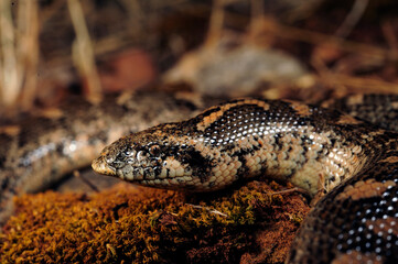 Javelin sand boa // Westliche Sandboa (Eryx jaculus) - Peloponnese, Greece