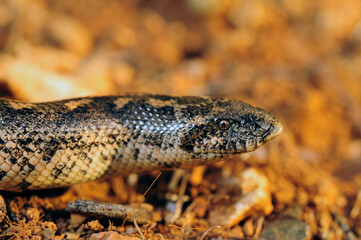 Westliche Sandboa // Javelin sand boa (Eryx jaculus) - Peloponnes, Griechenland