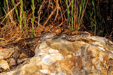Westliche Sandboa // Javelin sand boa (Eryx jaculus) - Peloponnes, Griechenland